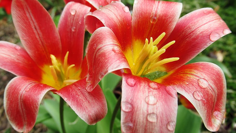 flower, tulip, rain, spring, bloom, flowering plant, petal HD wallpaper