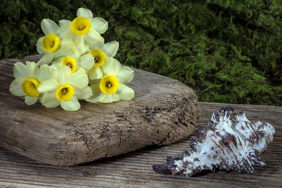 flowers, daffodils, shell, background, wood, wood - Material HD wallpaper