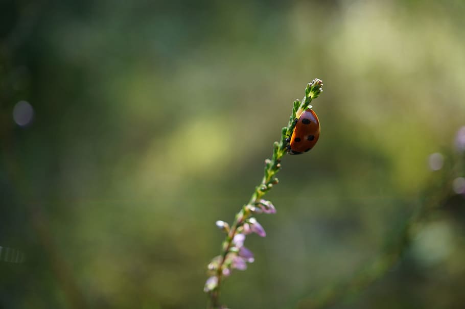 ladybug, flower, sun, insect, close, nature, animal themes HD wallpaper