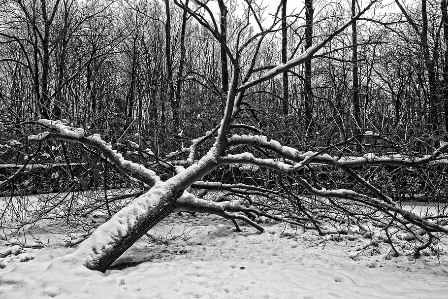 tree, fallen tree, bare tree, winter, snow laden, winter tree HD wallpaper