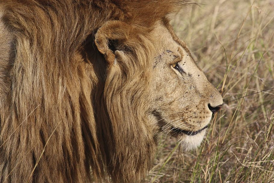 photo of Lion, cat, safari, animal, mammal, feline, nature, wildlife, HD wallpaper