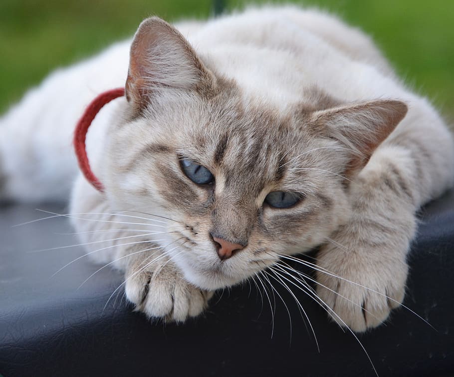 cat, cat lying, tranquil, quiet, domestic animal, feline, lounge HD wallpaper