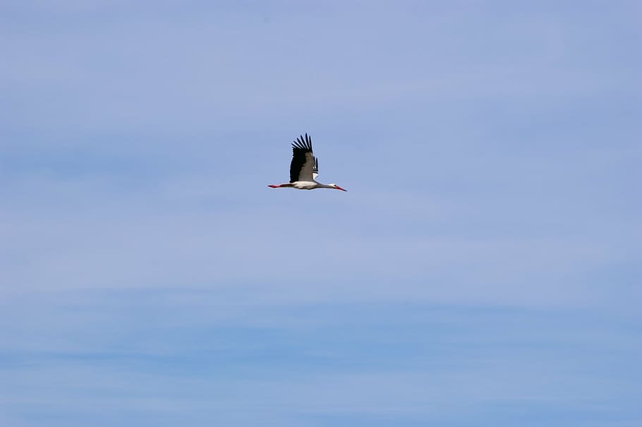 stork, bird, dom, fly, wings, himmel, animal wildlife, animals in the wild HD wallpaper