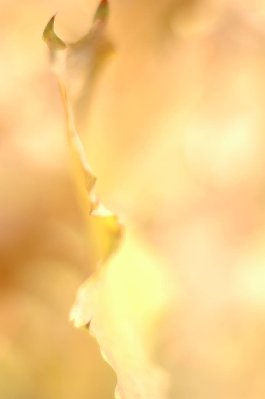 yellow leaf, fall, autumn, orange, foliage, leaves, tree, october HD wallpaper