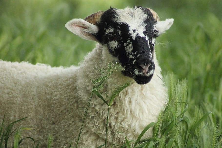 Sheep, Lamb, Cute, Animal, schäfchen, wool, fur, animal world HD wallpaper