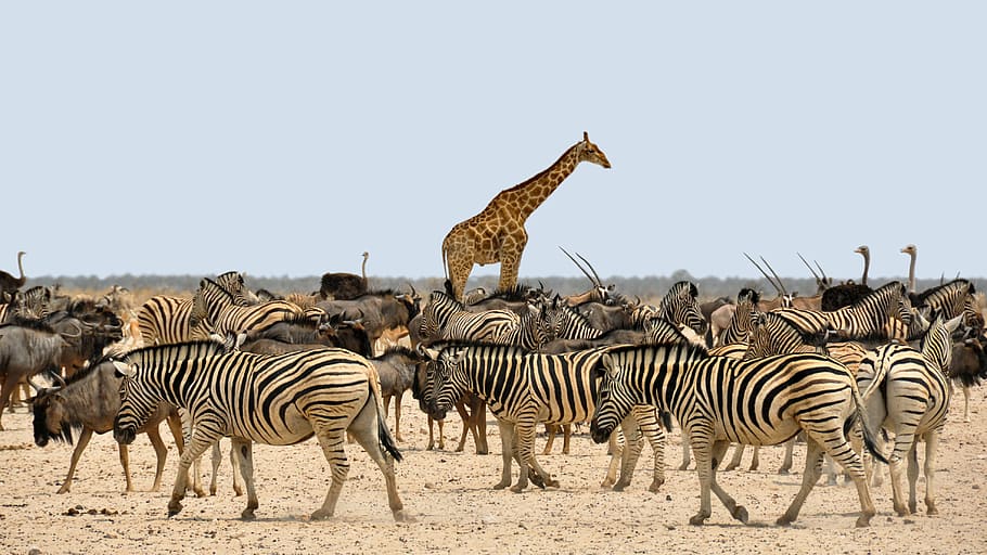 zebras, giraffe, and ostriches, gnu, africa, namibia, nature, HD wallpaper