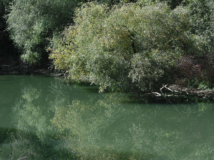 nature, water, environment, reflection, river, peaceful, tree HD wallpaper