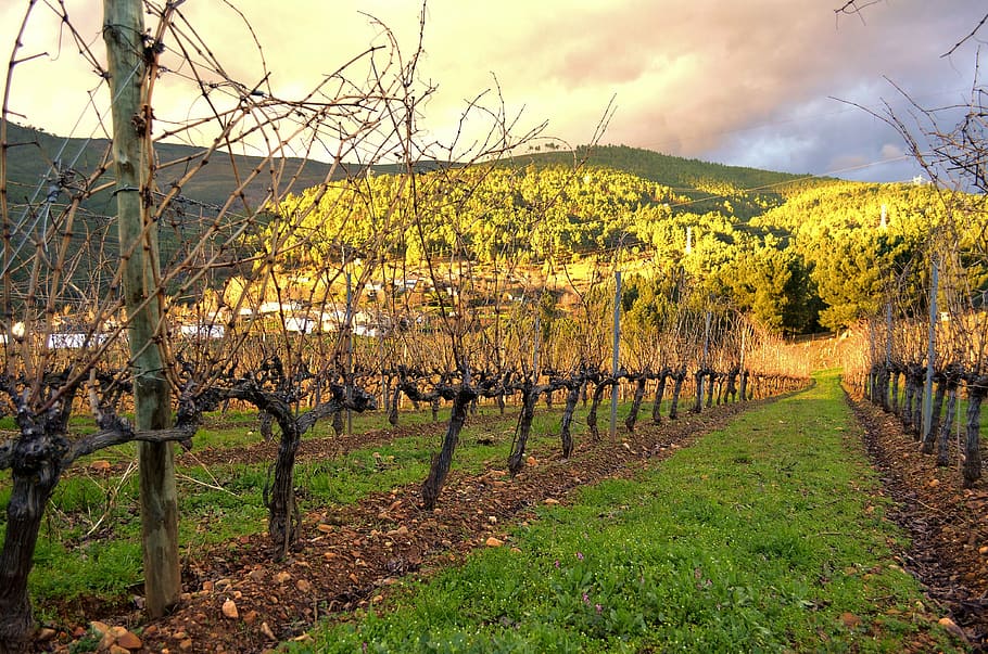 vineyard, strain, winery, grape, tree, plant, land, landscape HD wallpaper
