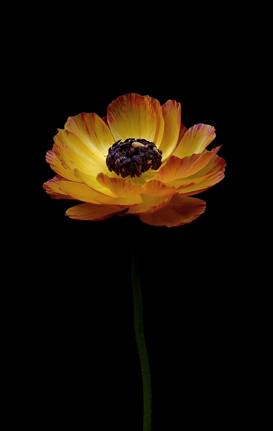 yellow and red poppy flower, ranunculus, orange, spring, nature HD wallpaper
