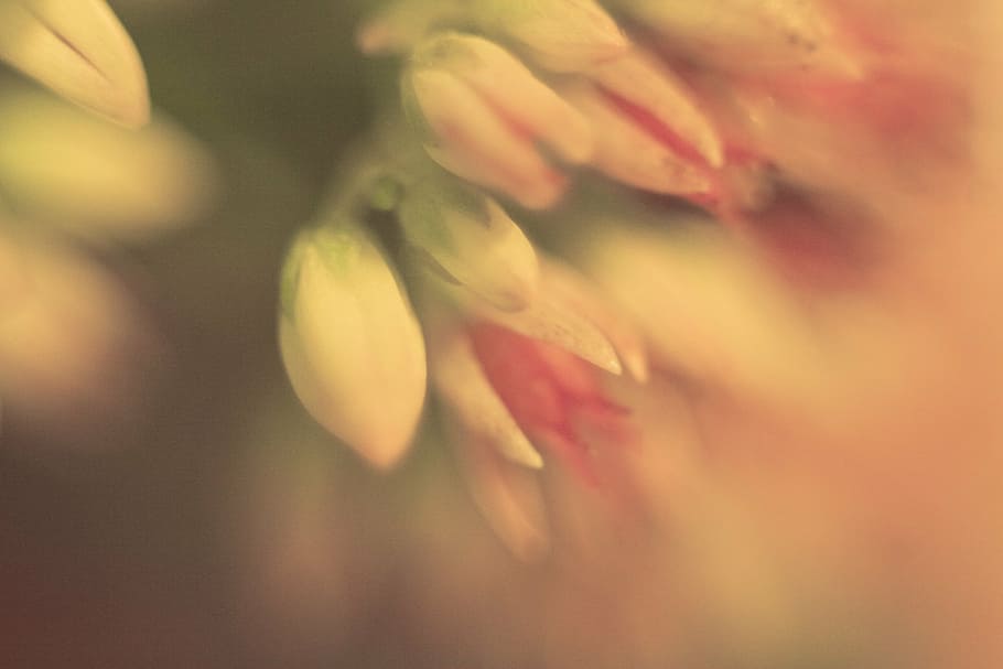 nature, light, macro, flowers, flower, background, desktop HD wallpaper