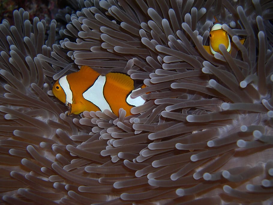 two orange-and-white clown fishes, anemone, immersion, clownfish