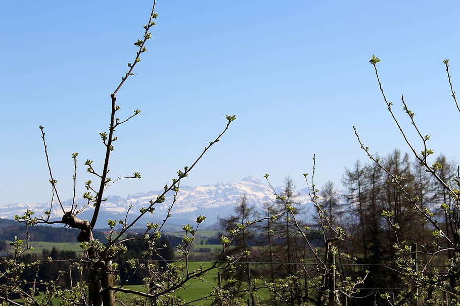 landscape, apple trees, flowers, spring, mountains, alpstein HD wallpaper