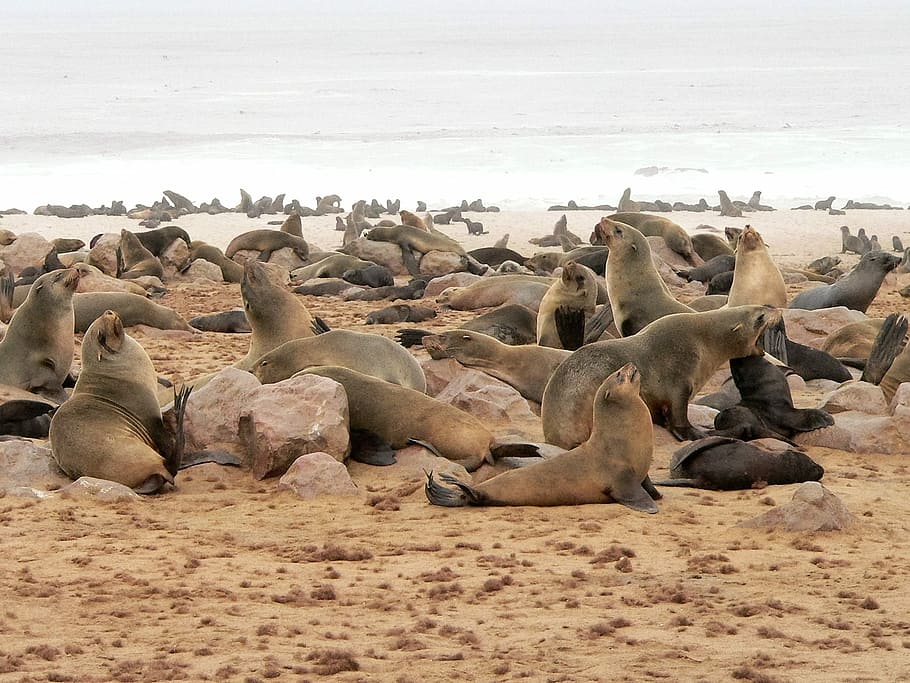 Crawl, Group, Sea, Beach, Seal, Colony, seal colony, animals in the wild HD wallpaper