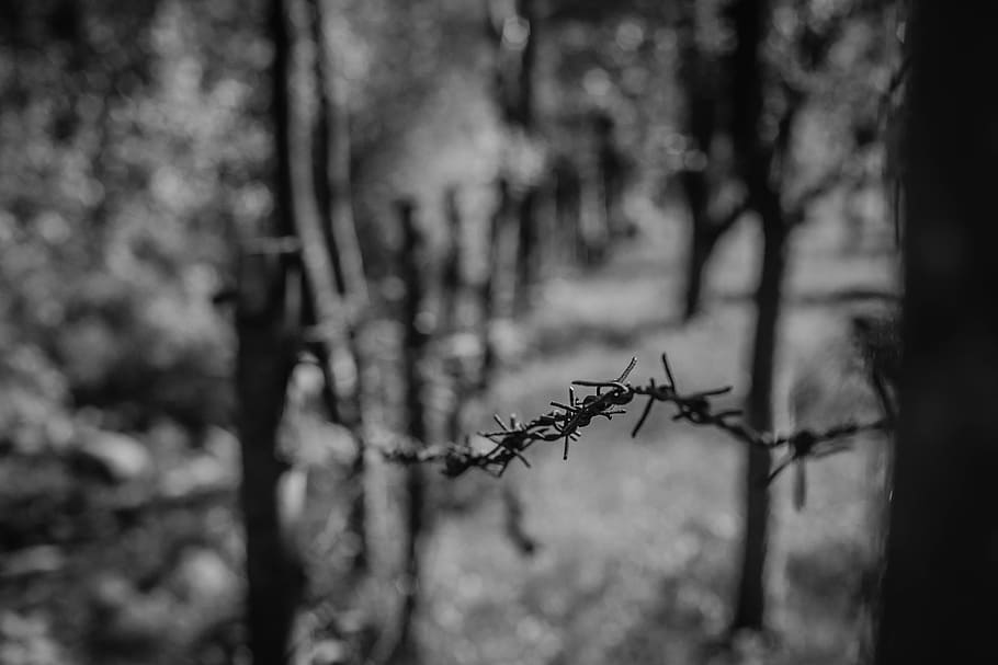 selective focus photography of barbed wire, shallow focus photography of barb wire HD wallpaper