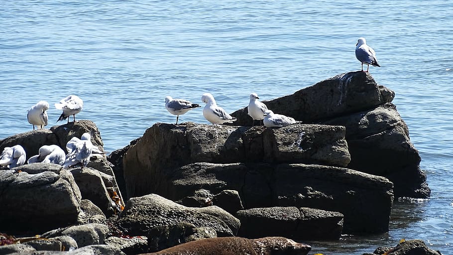 mar, seagulls, animals, bird, water, animals in the wild, rock - object HD wallpaper