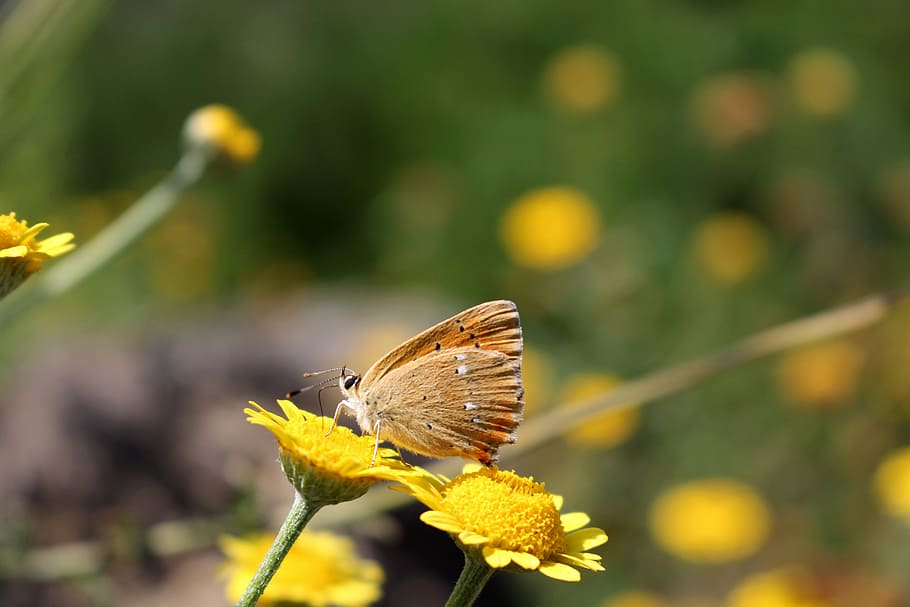 butterfly, nature, macro, summer, animal wildlife, animal themes HD wallpaper