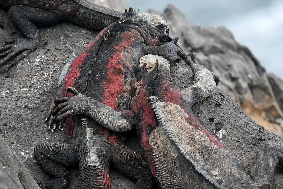 close-up photography of three iguanas on rock, black-and-red iguanas HD wallpaper
