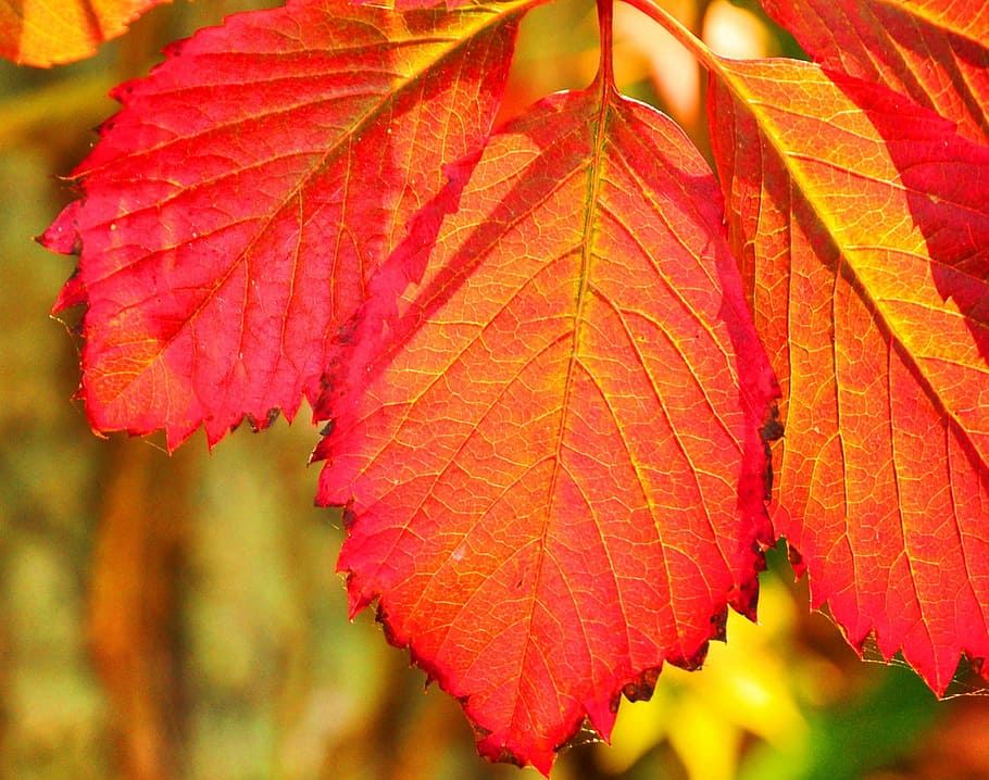 autumn, leaf, nature, season, tree, red, yellow, forest, orange Color HD wallpaper