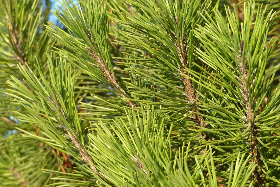 Pine, Dwarf, Needles, Branches, dwarf pine, tree, green, nature HD wallpaper