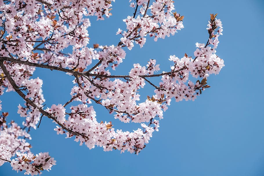 pink, blossoms, bloom, flower, tree, branch, nature, plant HD wallpaper