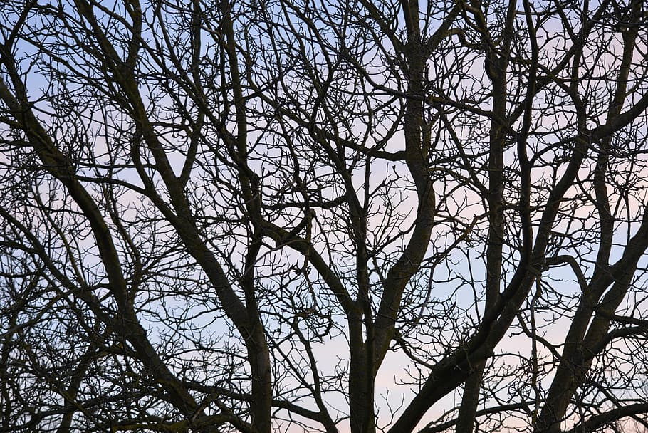 branches, air, tree, background, plant, bare tree, sky, low angle view HD wallpaper