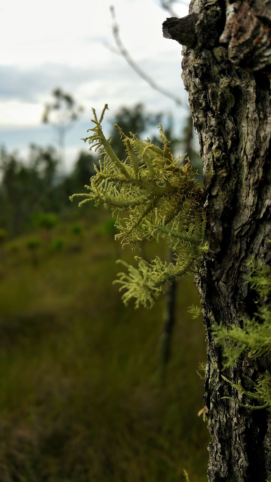 tree, pine, moss, nature, green, plant, landscape, outdoor HD wallpaper