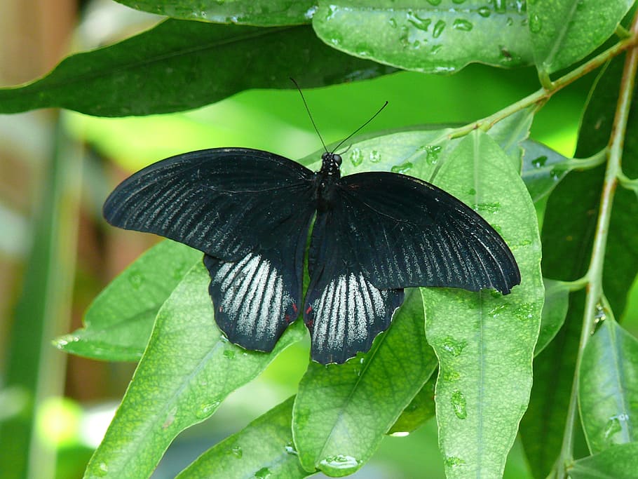 butterfly, insect, nature, bug, animal wildlife, animals in the wild HD wallpaper