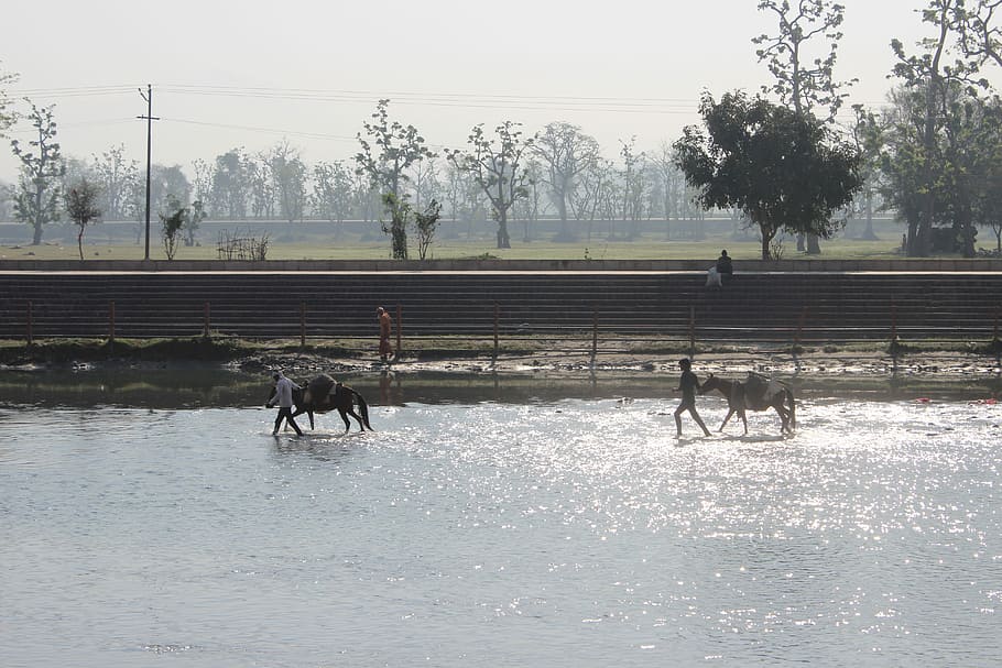 River, Water, Man, Donkey, Sun Light, ganga, nature, uttarakhand HD wallpaper