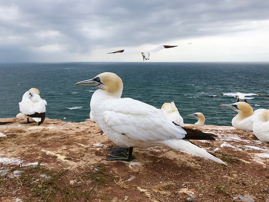 northern gannet, bird, animal, feather, water bird, animal world, HD wallpaper