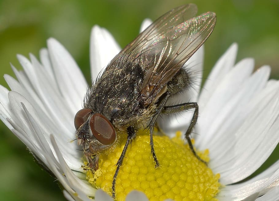 insects, diptera, moscow, invertebrate, animal wildlife, animal themes HD wallpaper