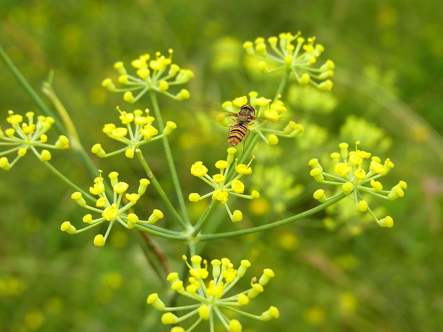 Hoverfly, Insect, Nature, Animal, flower, summer, springtime HD wallpaper