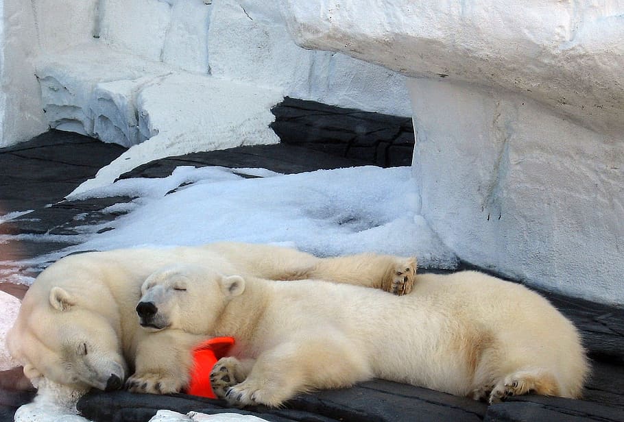 two Polar Bear lying on black stone during daytime, bears, sleep HD wallpaper