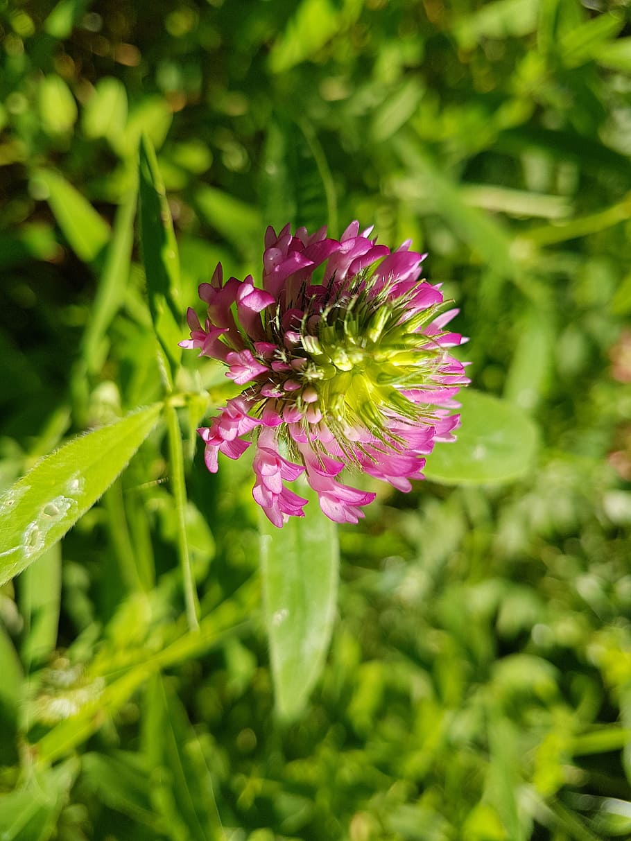 flower, nature, macro, summer, plant, botanical, russia, moscow HD wallpaper