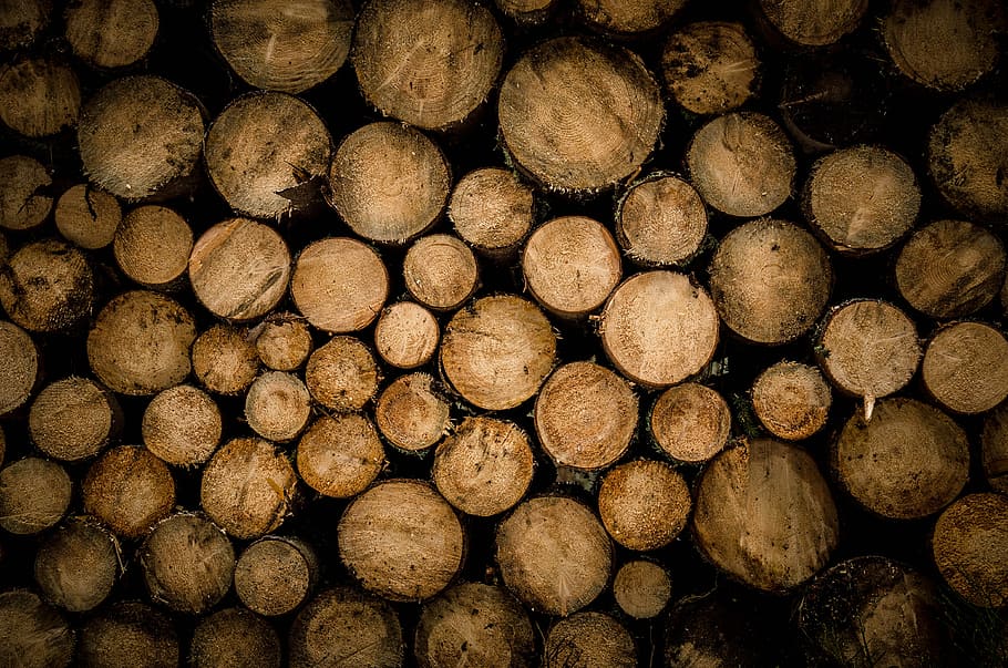 brown chopped logs, top view photo of tree logs, pile, stump, HD wallpaper