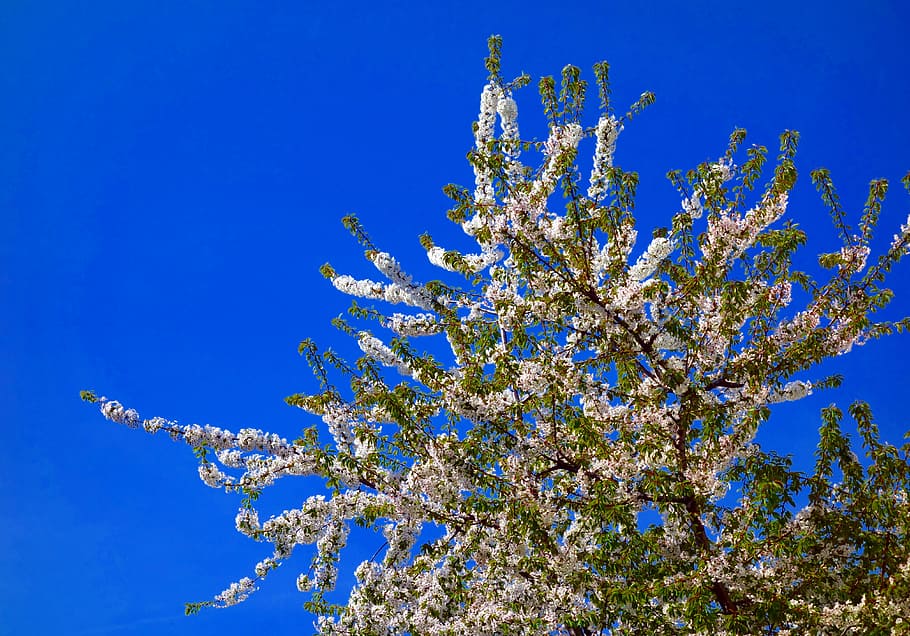 low-angle view of white flowering tree under blue sky, nature, HD wallpaper