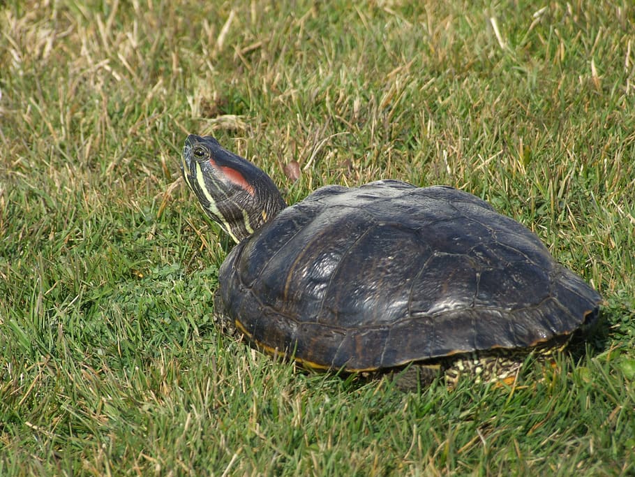 Turtle, Terrapin, Florida, florida turtle, chelonien, reptile HD wallpaper