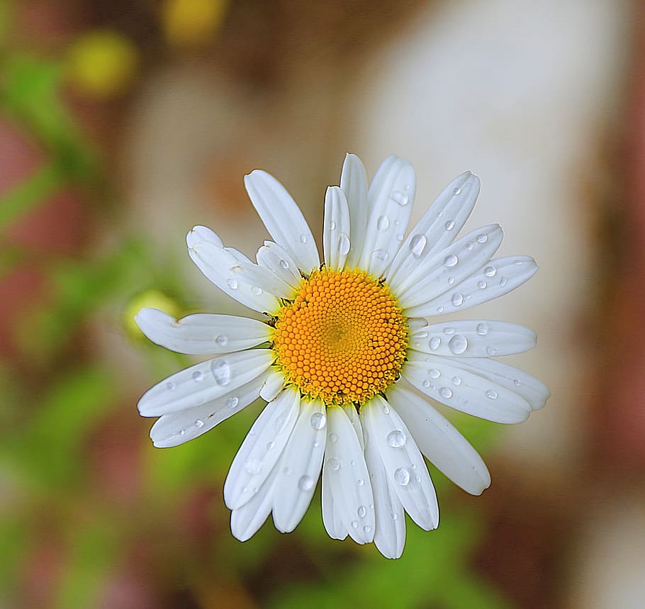 Daisy, Macro, Raindrops, handsomely, living nature, photo outdoors HD wallpaper