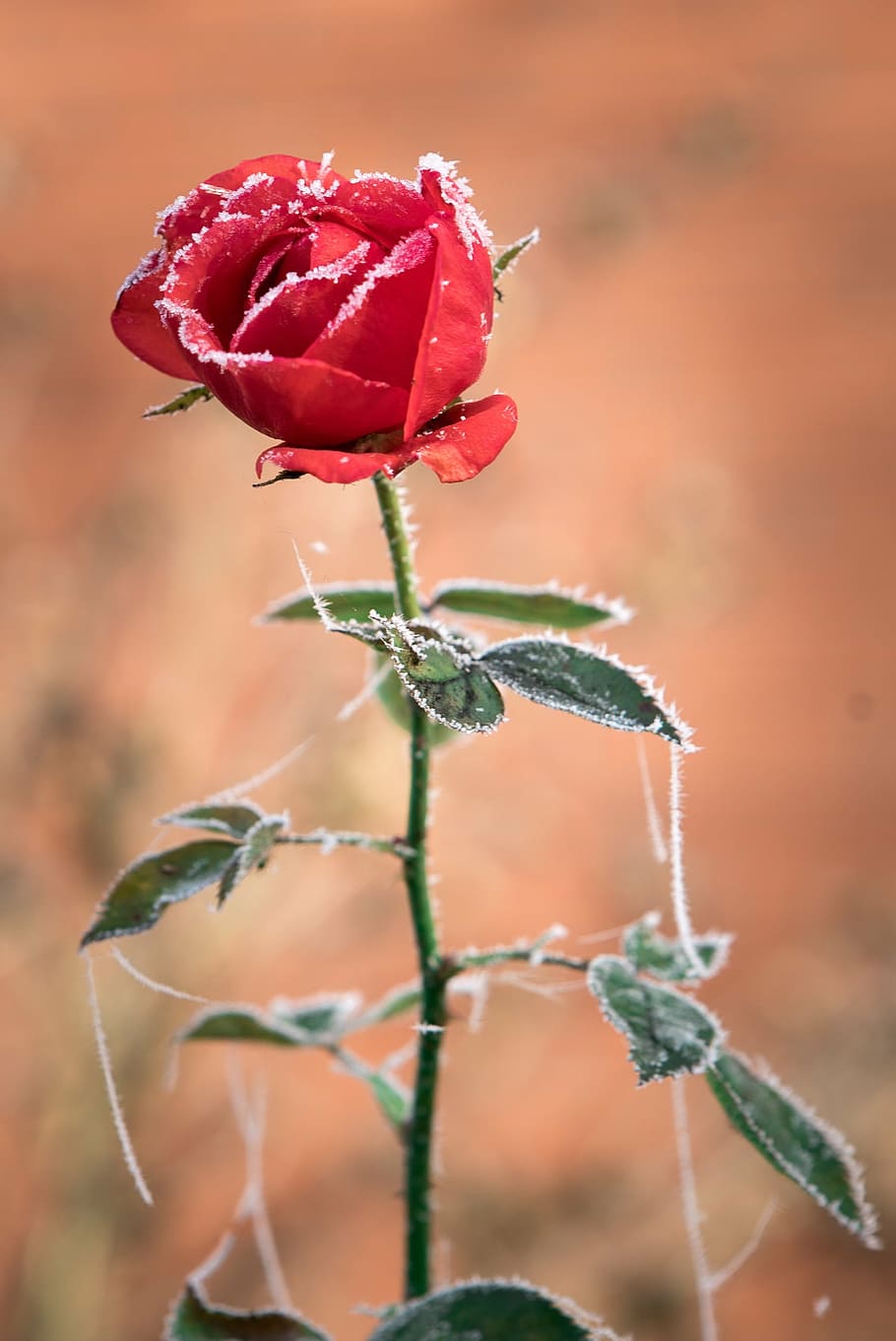 Frozen Rose 1080P, 2K, 4K, 5K HD wallpapers free download | Wallpaper Flare