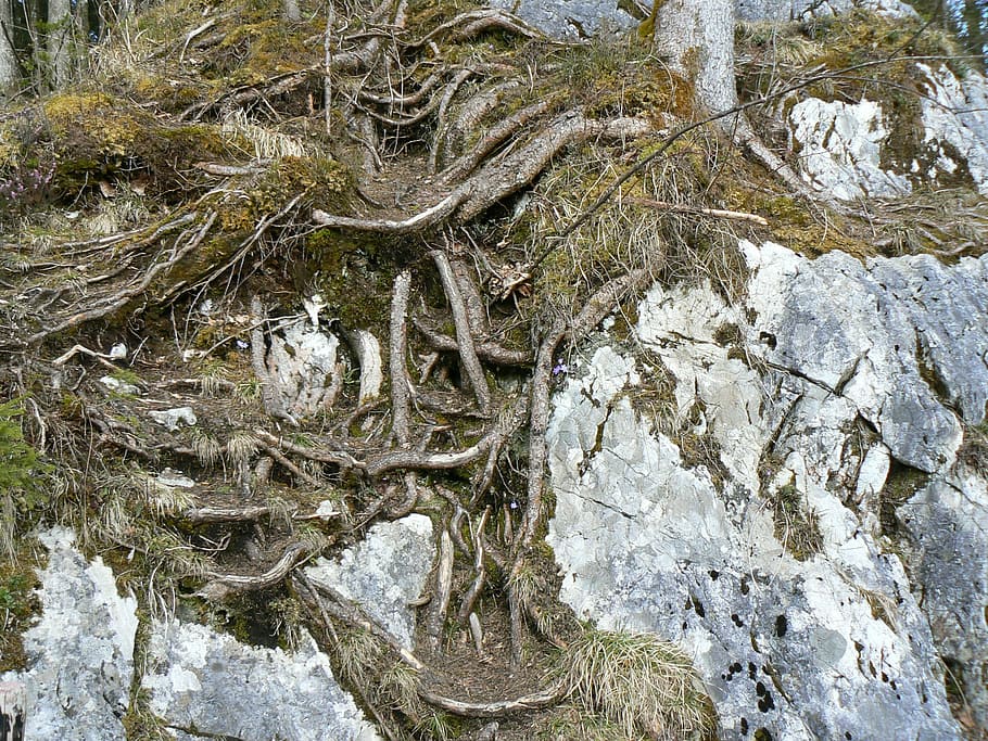 root, tree roots, rooted, magic forest, hintersee, ramsau, plant HD wallpaper