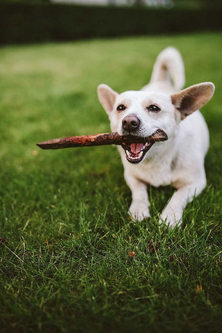 Dog playing with stick, pet, animal, fun, happy, white dog, pets