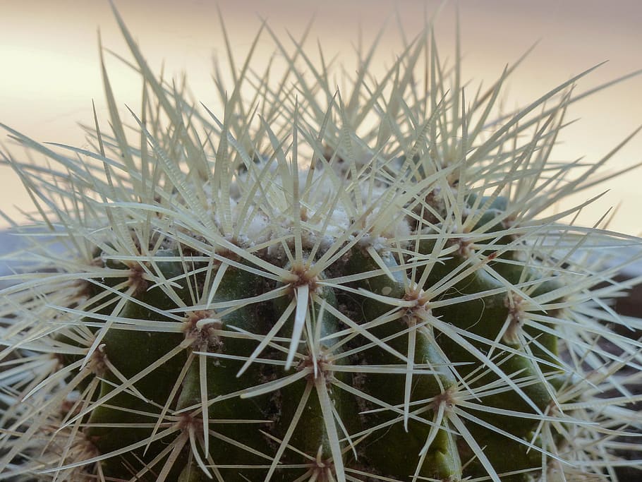 thistly, thorny, cactus, plant, desert, nature, close-up, exotic HD wallpaper
