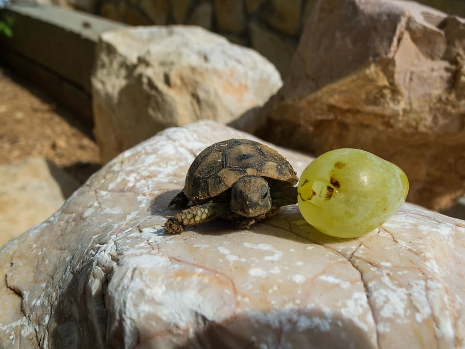 Turtle, Panzer, Reptile, Armored, one animal, animal themes HD wallpaper