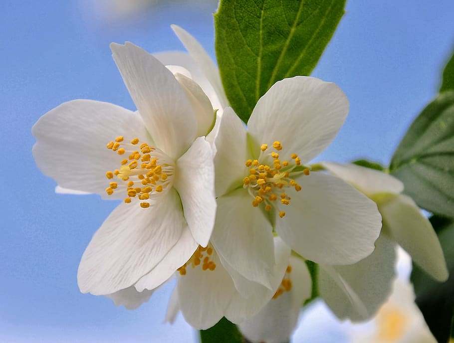 philadelphus bush, white, spring, flowering plant, freshness HD wallpaper