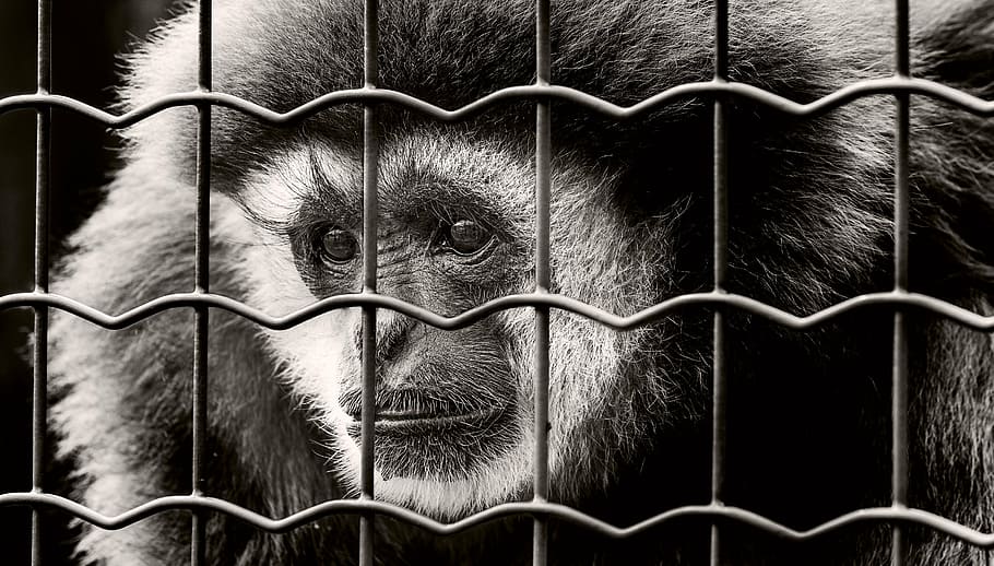 grayscale photo of monkey behind fence, captivity, sad, imprisoned, HD wallpaper