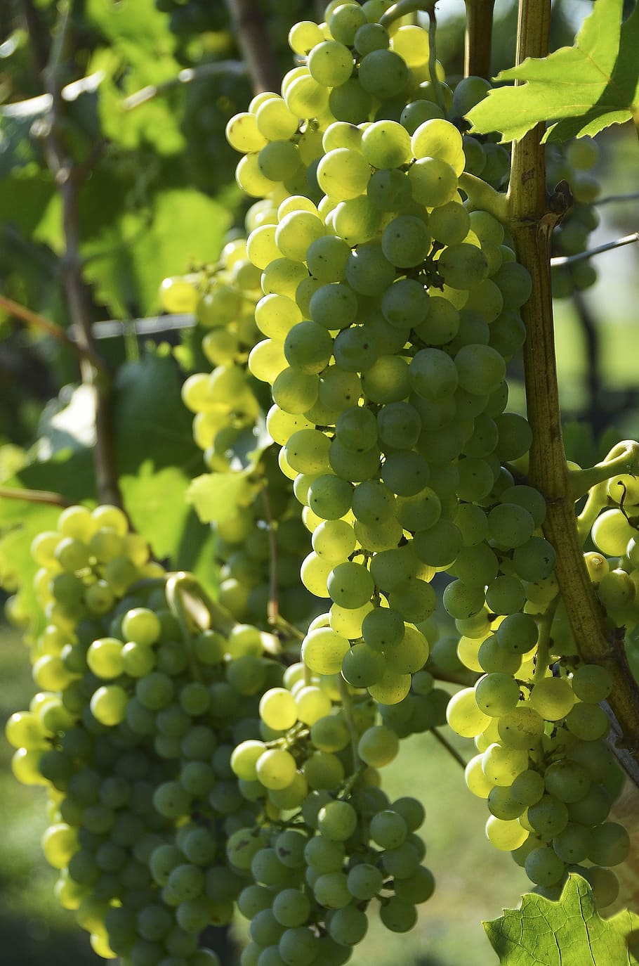 wine, grapevine, grapes, vineyards, vines, plant, vines stock, HD wallpaper