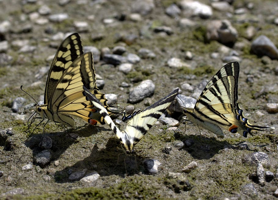 Butterfly, Dovetail, Drink, Insecta, animals in the wild, animal themes HD wallpaper