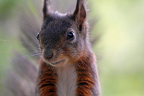 close-up photography of squirrel at daytime, nature, animals HD wallpaper
