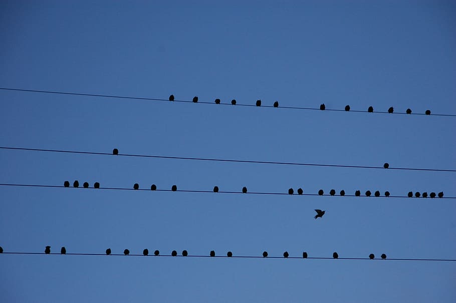 flock of birds perched on wre, wire, migration, partition, blue HD wallpaper