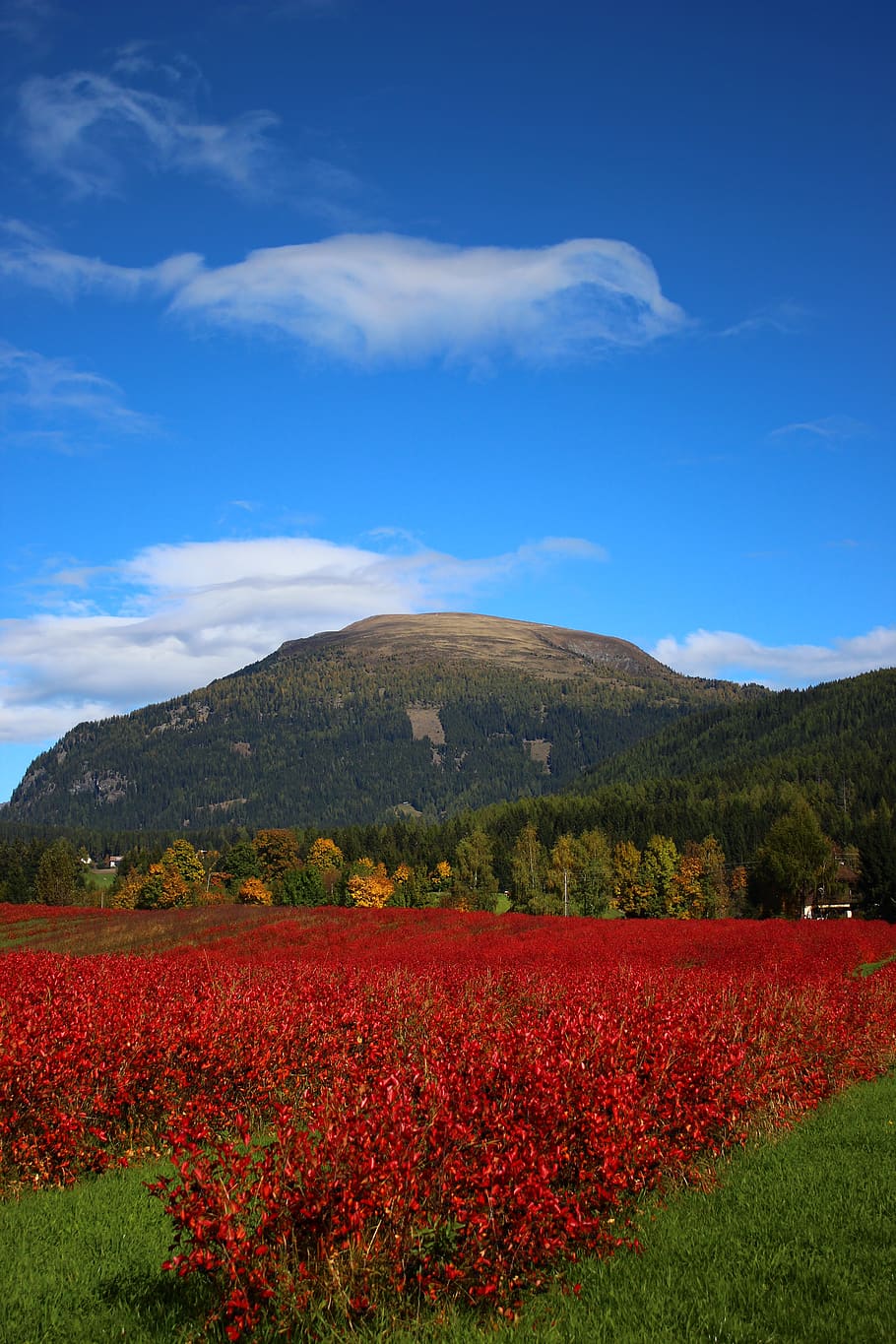 Mountain berry. Панорама природа. Ягоды в горах. Флора Евразии панорама фото.