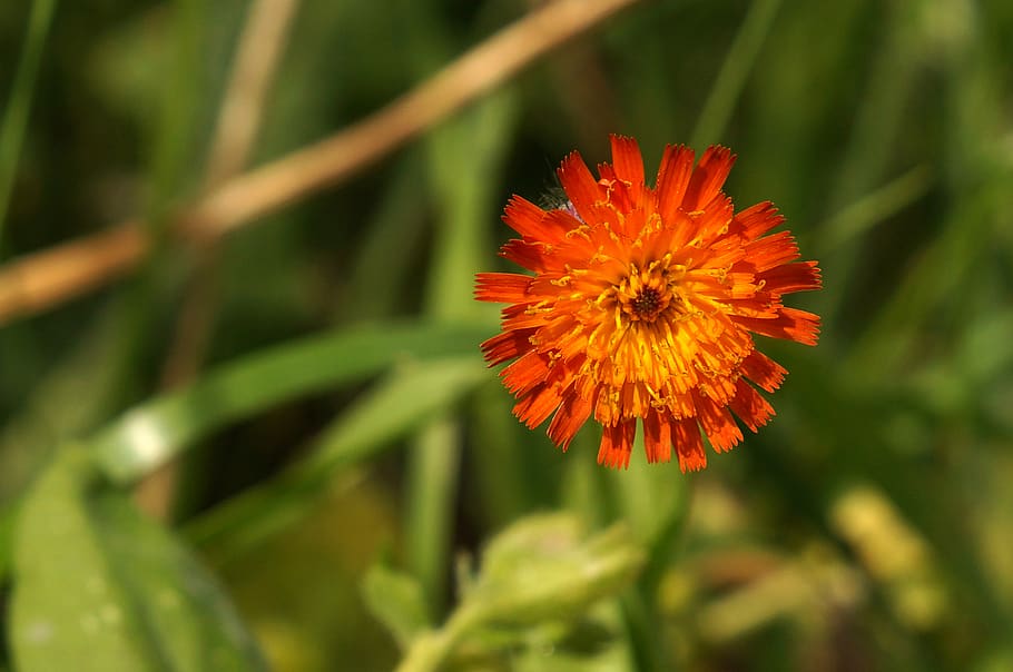 hieracium aurantiacum, orange red hawkweed, flower, blossom, HD wallpaper